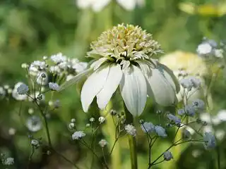 Гипсофила и эхинацея