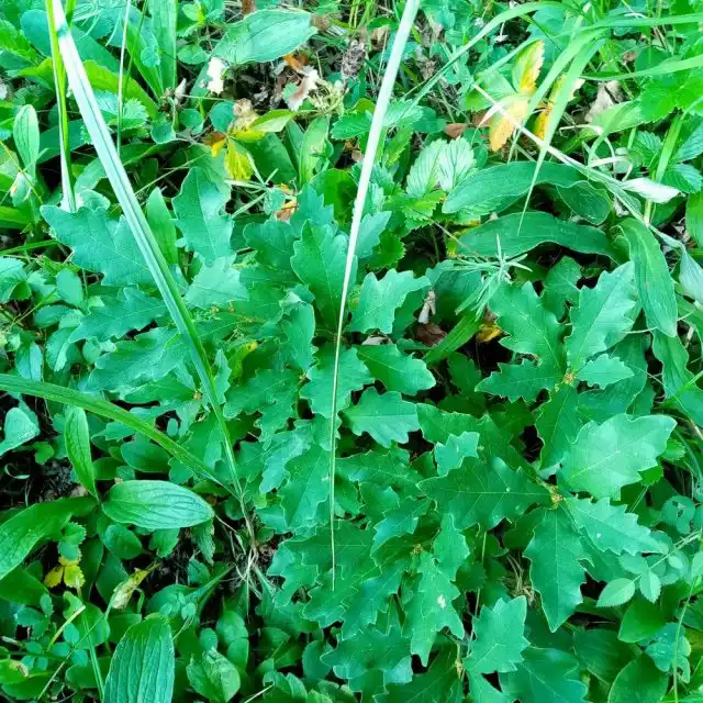 Дубовая поросль, которая идёт в дело