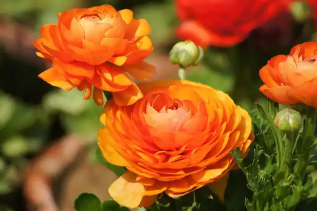 Серия «Томер» ('Tomer') - представлена невысокими (до 30 см) махровыми лютиками с соцветиями 4-7 см в диаметре самых разных окрасок.