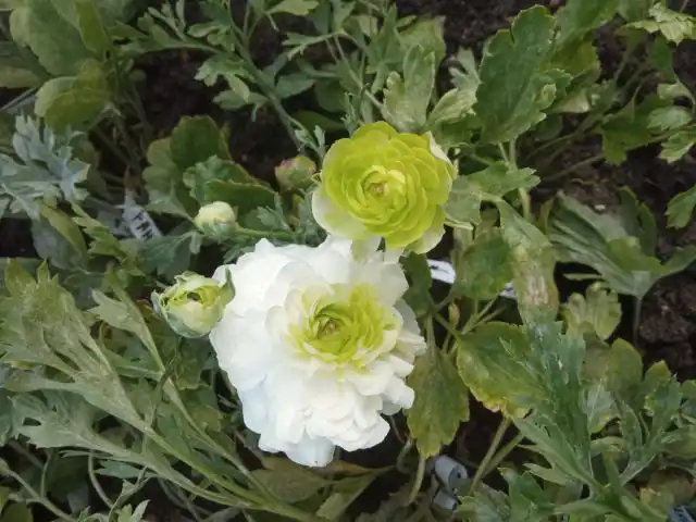 Серия «Цветущая долина» представлена миниатюрными (высотой 20-25 см) ранункулюсами с густомахровыми соцветиями диаметром около 8 см.