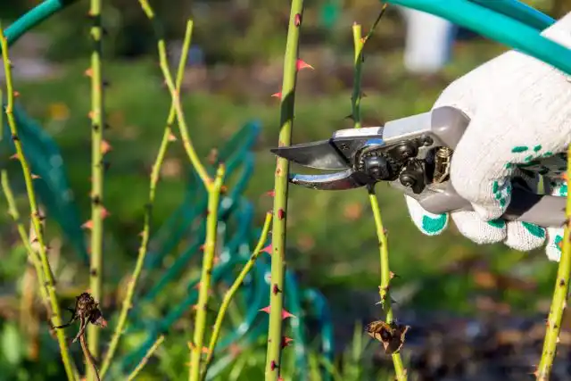 На черенки используют среднюю часть побегов