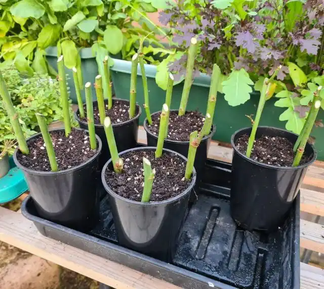 В почву черенки высаживают через 5-20 см