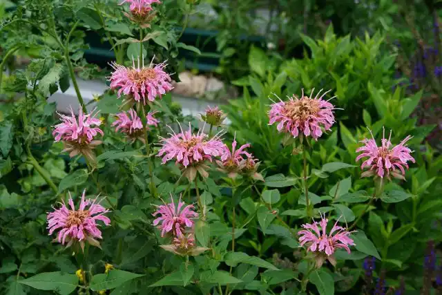 Монарда двойчатая (Monarda didyma), сорт 'Melua Pink'