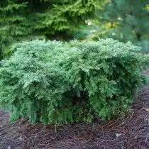 Тсуга канадская (Tsuga canadensis), форма «Джеддело» (Jeddeloh)