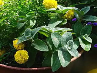 Традесканция силламонтана в композиции