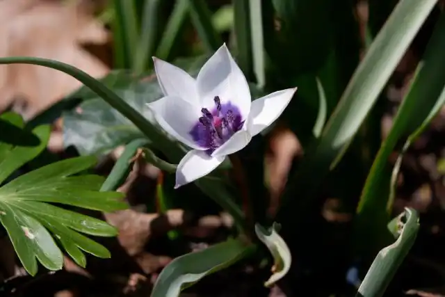 Зацветает миниатюрная "Альба Коурелеа Окулята" ('Alba Coerulea Oculata') в мае, реже в конце апреля.