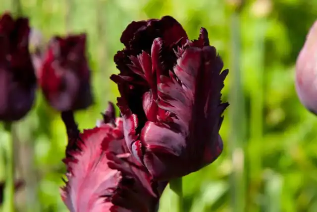 "Блэк Пэррот" ('Black Parrot') устойчив к болезням, если менять место посадки раз в 4-5 лет. Назначение универсальное.