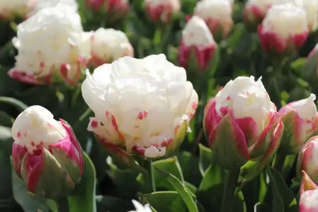 "Айс Крим" ('Ice Cream') и впрямь напоминает самое настоящее мороженое.