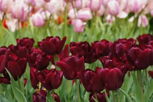 "Бургунди" ('Burgundy') - изысканный тюльпан, вырастающий до 50-60 см. У него крупные, изящные бутоны с остроконечными, выгнутыми наружу лепестками.