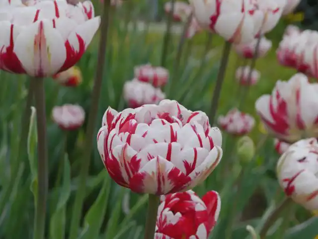 Своё название "Карнавал де Найс" ('Carnaval de Nice') получил в честь карнавала в Ницце, на котором происходит «битва цветов».