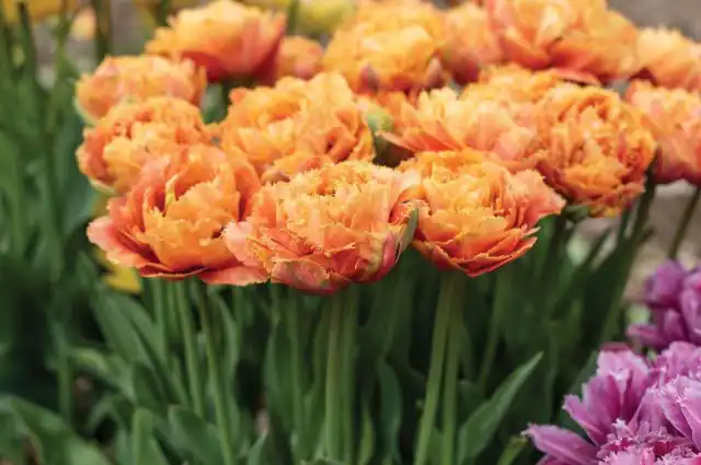 "Аркада" ('Arcada') - необычайно красивый тюльпан, высотой около 50 см. Цветёт в конце апреля – мае. Цветки пышные, махровые, с тоненькой, словно иголочки, бахромой.