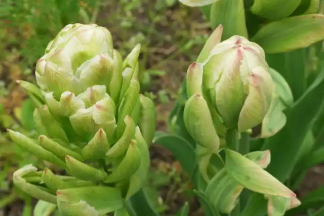 "Бруклин" ('Brooklyn') – один из самых причудливых и удивительных сортов, относящихся к пионовидным, махровым тюльпанам. Его густомахровые лепестки располагаются на разных ярусах.