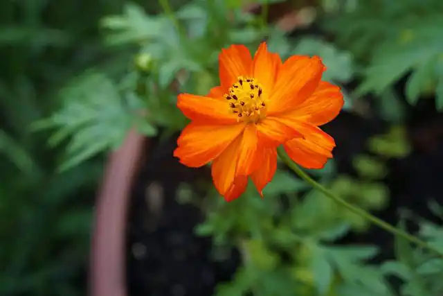 Космея серно-желтая (Cosmos sulphureus) «Космик»