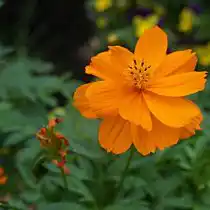 Космея серно-желтая (Cosmos sulphureus) «Мандарин»