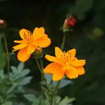 Космея серно-желтая (Cosmos sulphureus) «Клондайк»