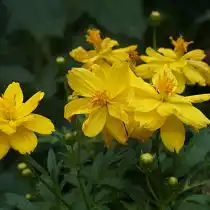 Космея серно-желтая (Cosmos sulphureus), сорт «Лимара Лемон» (Limara Lemon)