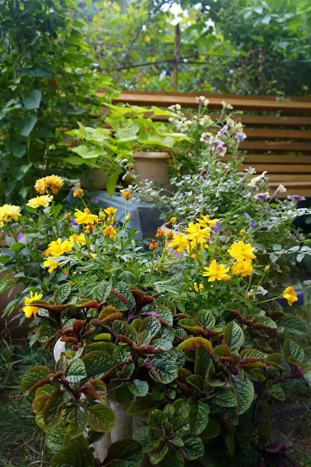 Космея в горшечной композиции с однолетниками