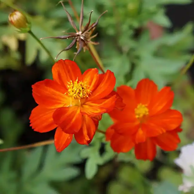 Отцетающие цветки космеи можно не удалять, но они могут дать самосев