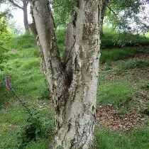 Берёза каменная, или Берёза Эрмана (Betula ermanii)