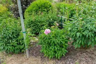 Партнеры для видовых пионов подойдут почти любые