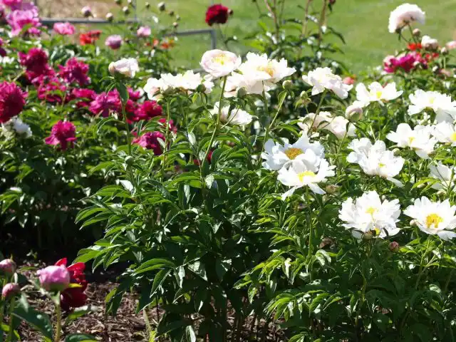 Одно из несомненных достоинств дикорастущих пионов — ранний старт сезона