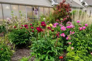 Видовые пионы в саду