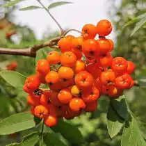 Пираканта «Оранж Глоу» (Orange Glow)