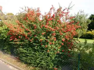 Пираканта ярко-красная (Pyracantha coccinea)