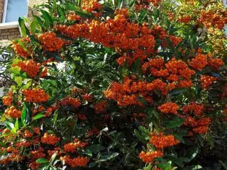 Пираканта узколистная (Pyracantha angustifolia)