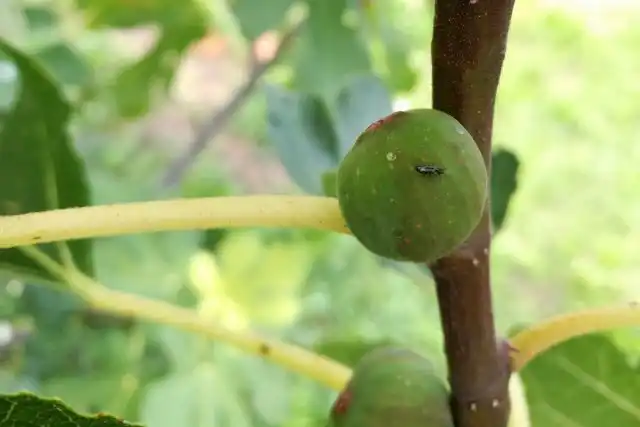 Инжирная оса (Blastophaga psenes)