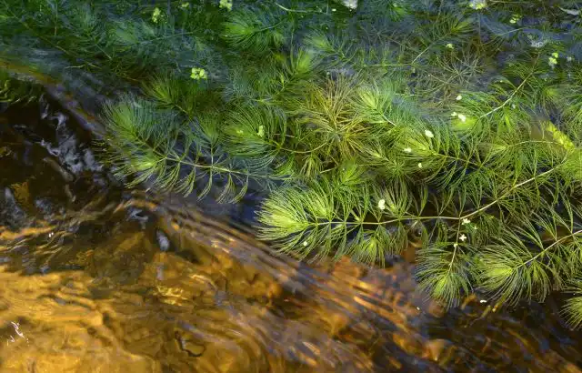 Роголистник опыляется водой