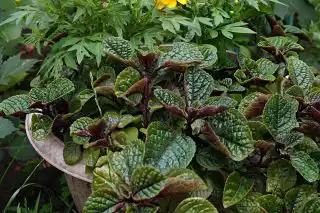 Плектрантус краснеющий (Plectranthus purpuratus)