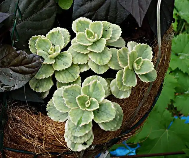 Плектрантус цветущий (Plectranthus neochilus)