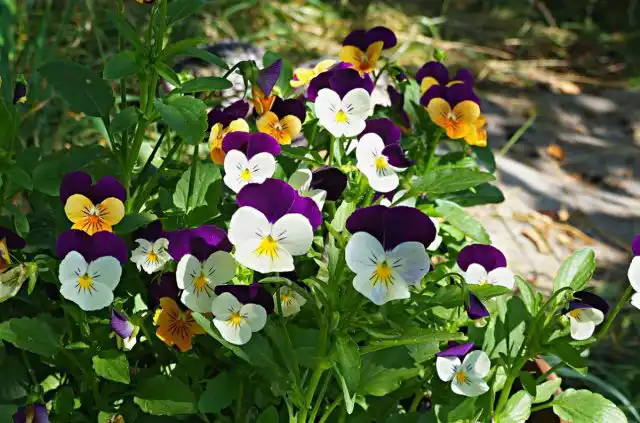 Виола корнута, или Рогатая фиалка (Viola cornuta)