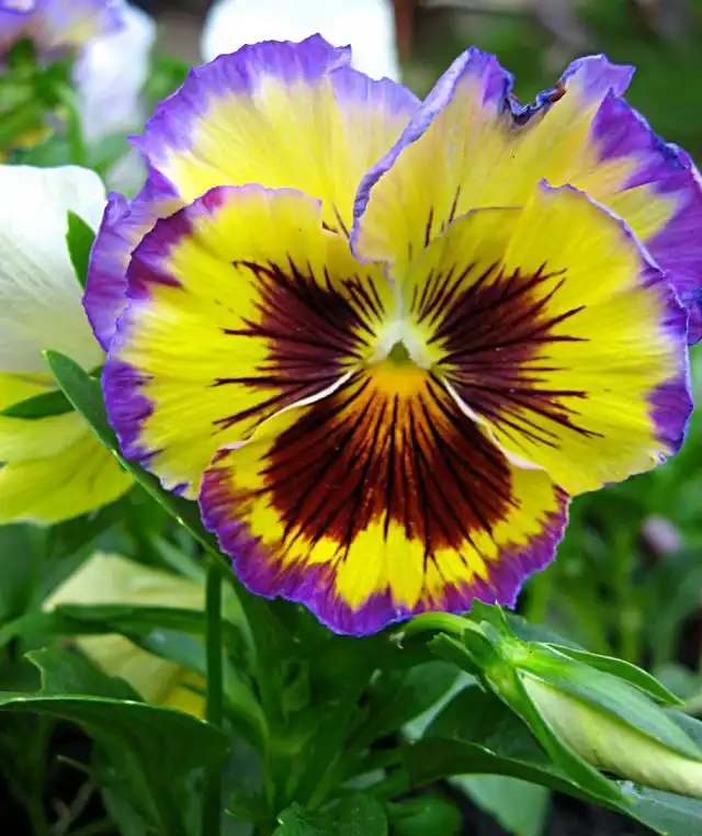 Виола Виттрока (Viola x wittrockiana)