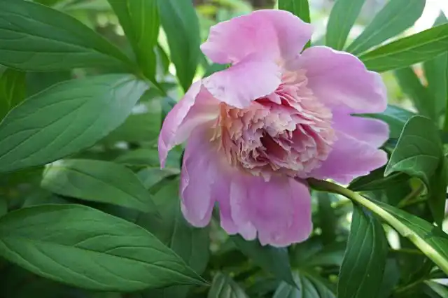 Пион (Paeonia), сорт «Эдулис Суперба»