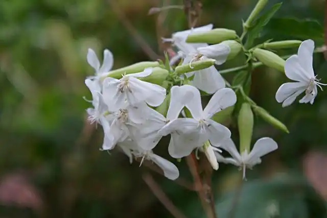 Мыльнянка лекарственная (Saponaria officinalis)