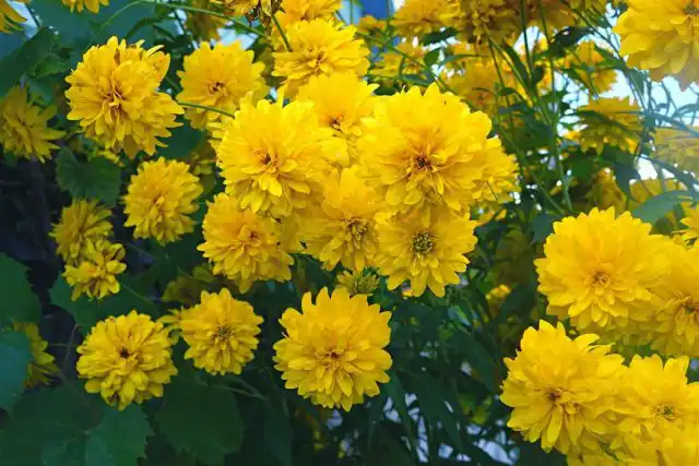 Рудбекия рассеченная (Rudbeckia laciniata)