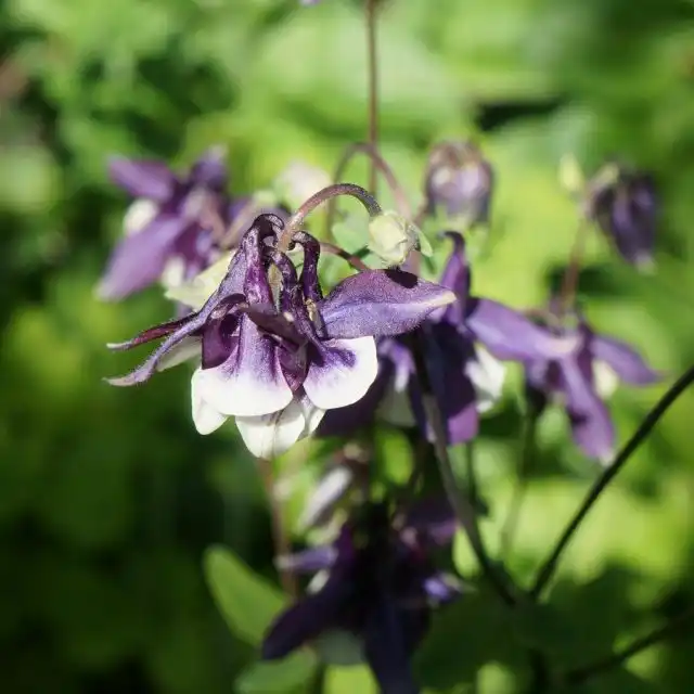 Аквилегия (Aquilegia)