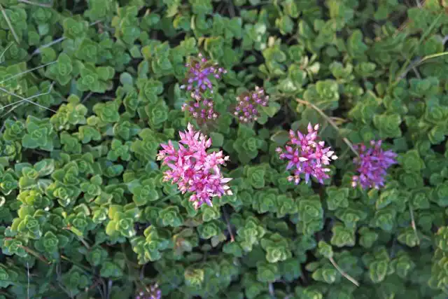 Очиток ложный (Sedum spurium)
