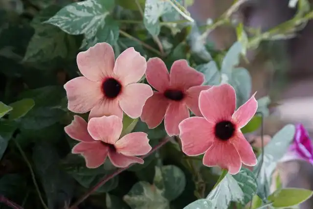 Тунбергия (Thunbergia), сорт «Африкан Сансет» (African Sunset)