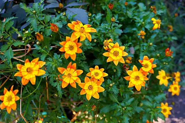 Биденс, или Череда ферулелистная (Bidens ferulifolia), сорт 'Bidy Boom Fireside'
