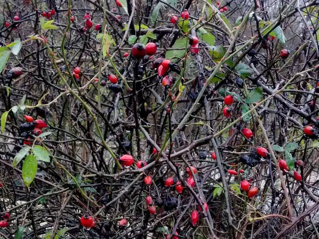 Птичкам на зиму нужно оставить витамины