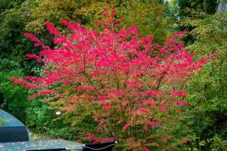Бересклет европейский (Euonymus europaeus)