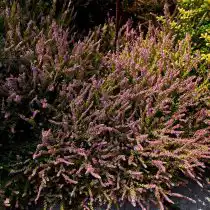 Вереск обыкновенный (Calluna vulgaris)