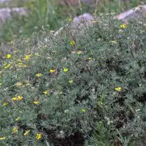 Лапчатка, или пятилисточник кустарниковый (Dasiphora fruticosa)