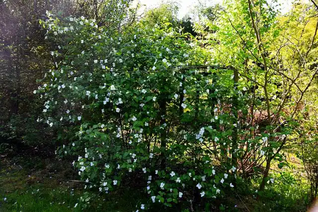 Розовик керриевидный (Rhodotypos scandens)