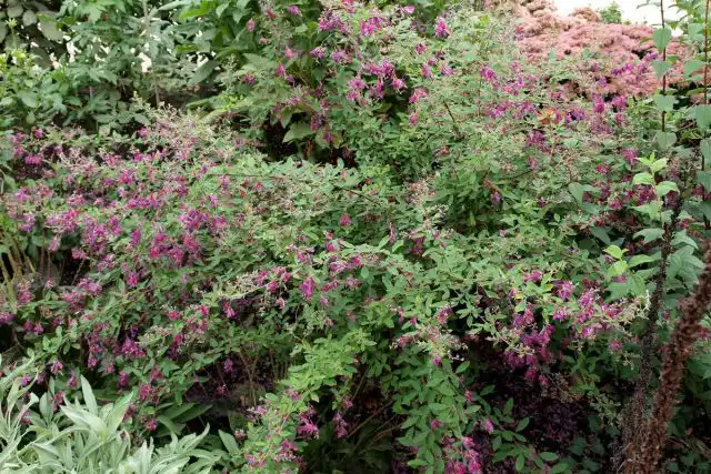 Леспедеца двухцветная (Lespedeza bicolor)