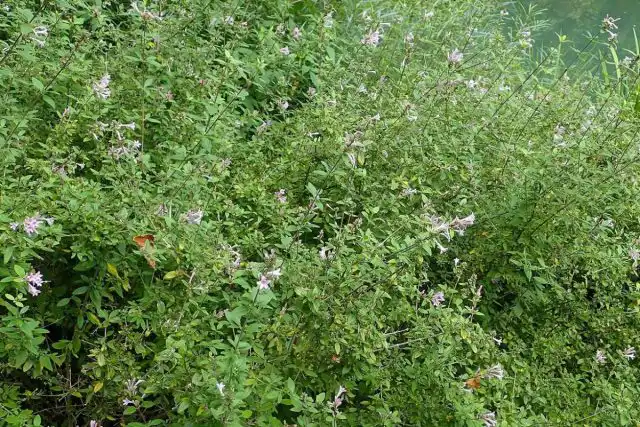 Лептодермис продолговатый, или карликовая гималайская сирень (Leptodermis oblonga) 