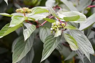 Дерен белый (Cornus alba). © Ulli J.